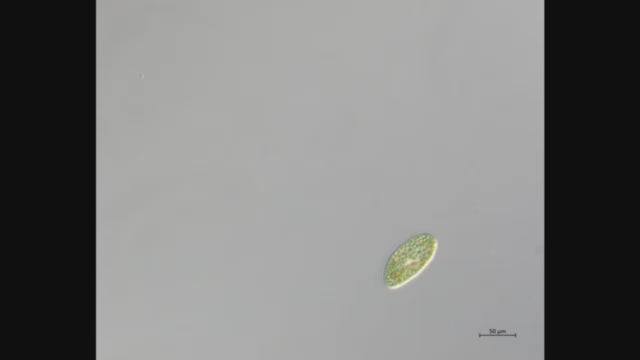 Paramecium bursaria video clip