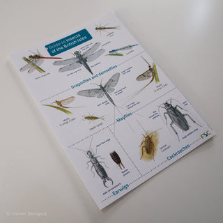 Insects FSC Folding Field Guide
