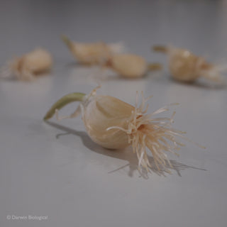 Garlic Bulb/Roots