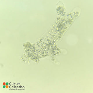 Amoeba borokensis under microscope
