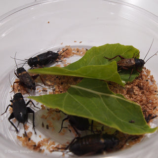 Black Crickets with Bran and Cabbage as food