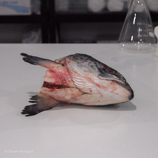 Frozen Salmon Fish Head Underside