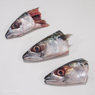 Mackerel Fish Heads