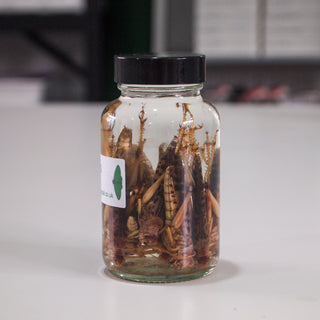 Preserved Locusts in Jar 10 pack